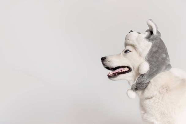 Felice siberiano cane husky è in caldo tappo con paraorecchie animale. P
 - Foto, immagini