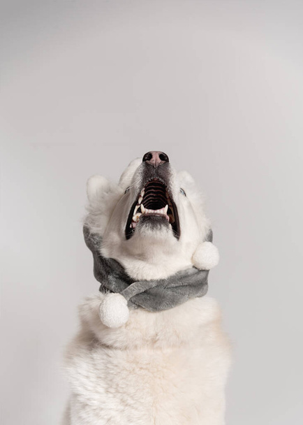 Happy siberian husky dog está em boné quente com abas de orelha animal. P
 - Foto, Imagem