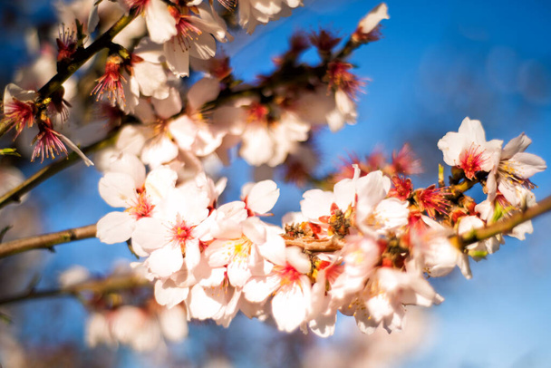 Baharda tomurcuklanan kayısı ağacı çiçeği gün batımında mavi gökyüzü arka planda, bahar çiçekleri, yumuşak odak. - Fotoğraf, Görsel