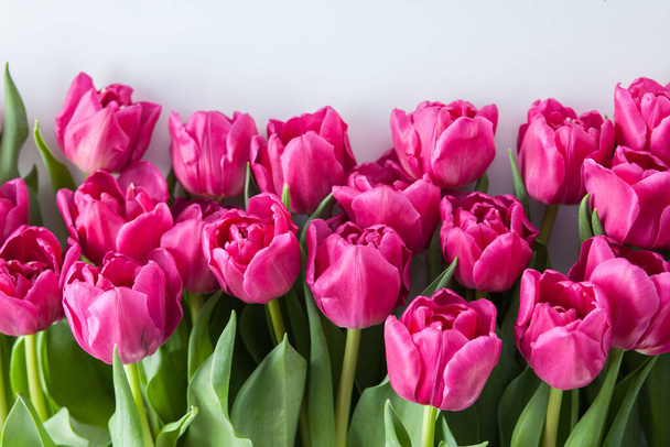 mooie roze tulpen op roze achtergrond - bloemen nad planten - Foto, afbeelding