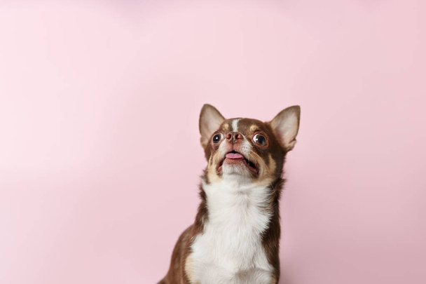 Schockierter brauner mexikanischer Chihuahua-Hund mit herausgestreckter Zunge  - Foto, Bild
