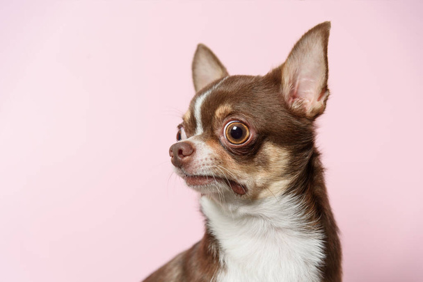 Slecht verrast bruine Mexicaanse chihuahua hond op roze achtergrond. Doe het. - Foto, afbeelding