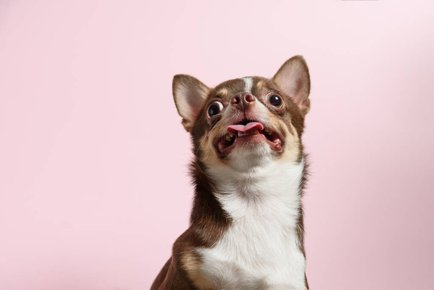 Šokovaný hnědý mexický čivava pes s jazykem ven izolované na  - Fotografie, Obrázek