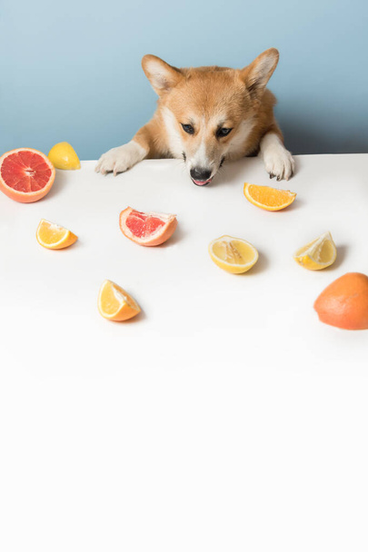 空腹のCorgi犬はテーブルの後ろに座って食べ物を舐める。ナウグ - 写真・画像