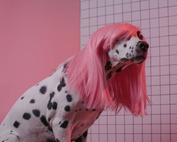 Vista lateral del perfil del perro. Perro dálmata con peluca rosa. Fondo rosado
 - Foto, Imagen
