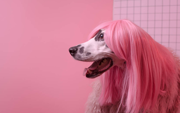 Προφίλ σκύλου. Δαλματίας σκύλος με ροζ περούκα. Ροζ φόντο - Φωτογραφία, εικόνα