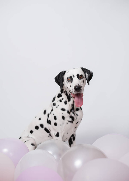 Portrét šťastného dalmatského psa sedícího mezi balónky na bílém - Fotografie, Obrázek
