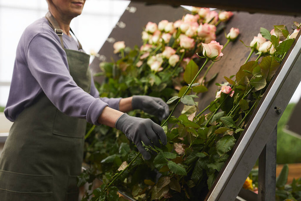 Женщина занята розами
 - Фото, изображение