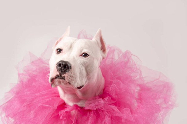 Cute white staffordshire bull terrier wearing a tulle pink collar in front of white. Copy space - Zdjęcie, obraz