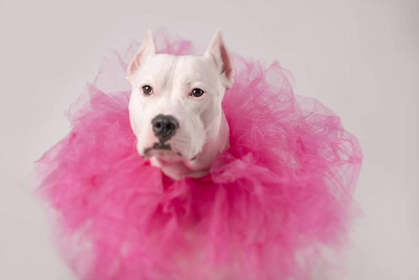 Cute white staffordshire bull terrier wearing a tulle pink collar in front of white. Copy space - Photo, Image