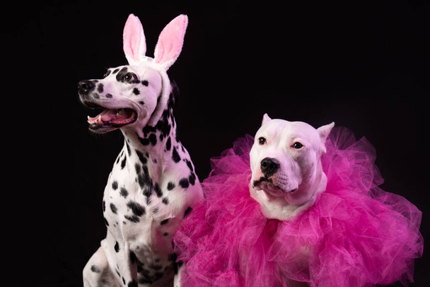 Two dogs in funny pink costums in front of black background. Dalmatian and staffordshire with rabbit ears and pink collars. Party dance concept  - Photo, Image