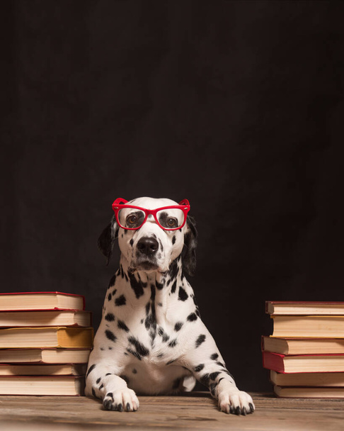 Далматинський собака з окулярами, що сидять між купами книжок, на чорному тлі. Інтелектуальний професор собак серед купи книжок займається дослідженням. Освіта, студентка. Космічний простір - Фото, зображення