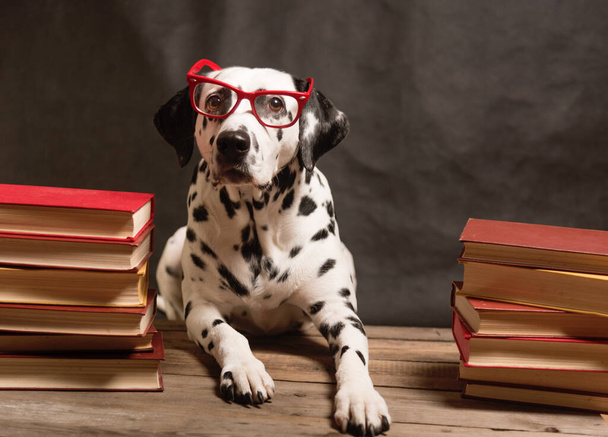 Dalmatische hond met leesbril zittend tussen stapels boeken, op zwarte achtergrond. Intelligent Dog professor onder stapel boeken studeert. Onderwijs, de student. Kopieer ruimte. - Foto, afbeelding