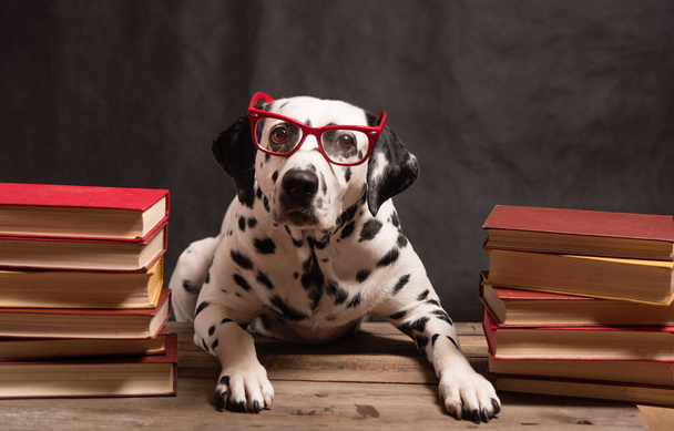 Dalmatiner Hund mit Lesebrille, der zwischen Bücherstapeln auf schwarzem Hintergrund sitzt. Intelligent Dog Professor unter Stapel von Büchern studiert. Bildung, der Student. Kopierraum - Foto, Bild