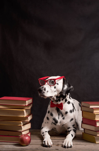 Dalmatian dog with reading glasses and red bow, sitting down between piles of books, on black background. Intelligent Dog professor among stack of books, resting, tired of studying. Education, the student. Copy Space - Photo, Image