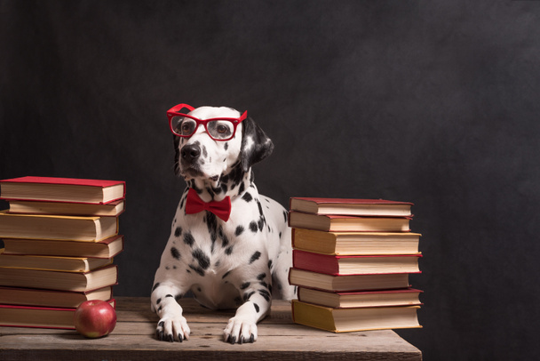 Dalmát kutya olvasószemüveggel és piros masnival, ül egy halom könyv között, fekete háttérrel. Intelligens Kutya professzor a könyvek között, pihen, belefáradt a tanulásba. Oktatás, a diák. Fénymásolási tér - Fotó, kép