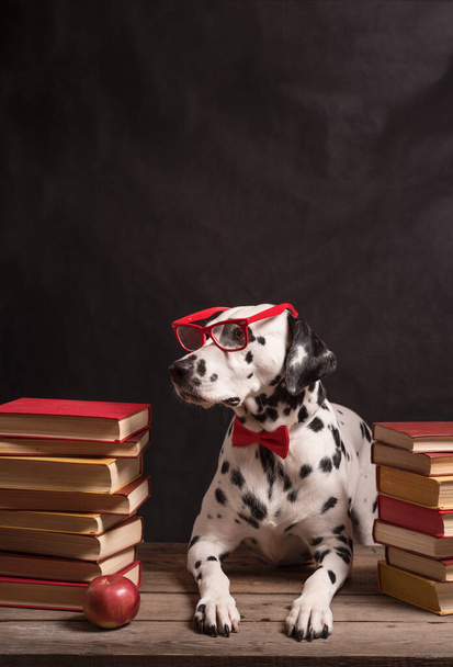 読書メガネと赤い弓とダルマチアの犬は、本の山の間に、黒の背景に座っている。本のスタックの間でインテリジェント犬の教授、休息、勉強の疲れ。教育、学生。コピースペース - 写真・画像