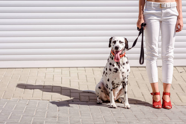 Nainen punaisissa saappaissa kävelee dalmatialaisen koiran kanssa rullaluukkujen taustalla. Jalat ja jalat
 - Valokuva, kuva