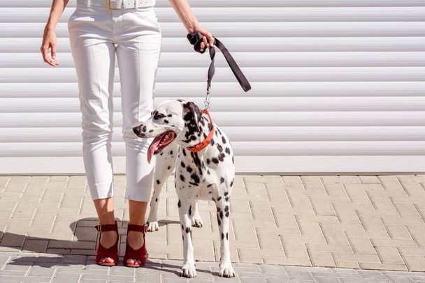 Frau in roten Stiefeln, die mit einem dalmatinischen Hund auf dem Rollladenhintergrund spazieren geht. Füße und Beine - Foto, Bild