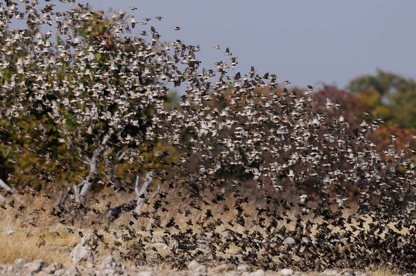 Rotschnabel-Quelea-Schwarm in der Luft, (quelea quelea), Etoscha-Nationalpark, namibi - Foto, Bild