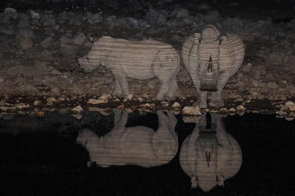 White rhino in the night at waterhole, etosha nationalpark, namibia, (ceratotherium simum) - Photo, Image
