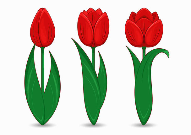 Tulipán tavaszi virágok. Feltárulnak a virágok. A vörös tulipánok vektorkészlete. - Vektor, kép