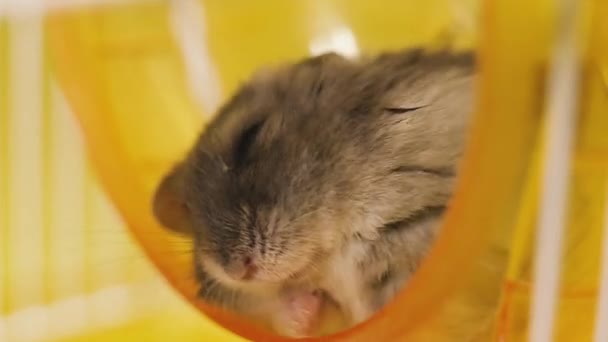 Rodents. Portrait of a hamster close-up. Macro shot. - Metraje, vídeo