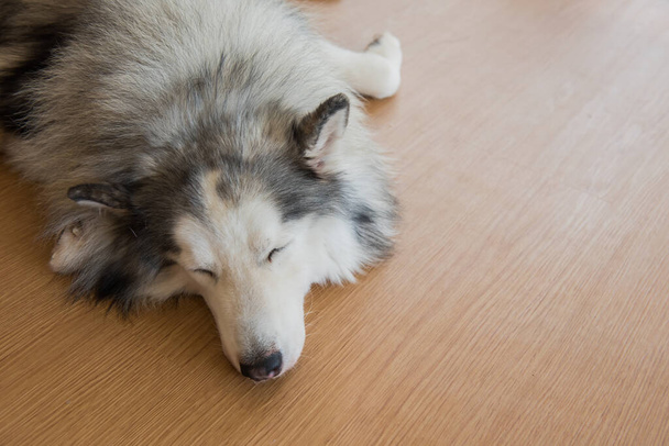 Сибирский Хаски, сонная собака и прекрасный питомец - Фото, изображение
