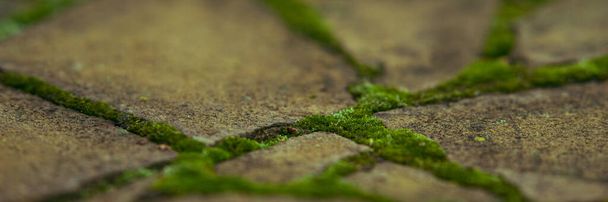 Antigua acera pavimentada de piedra salvaje con musgo verde en las costuras. Primer plano.
 - Foto, imagen