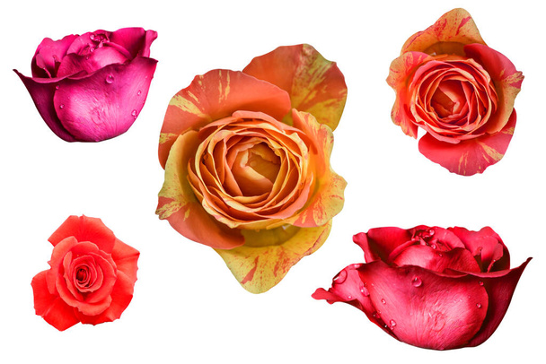 Rosa flor con camino, aislado en blanco
 - Foto, imagen