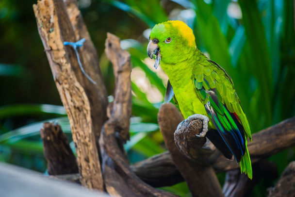 close-up tiro de papagaio adorável bonito
 - Foto, Imagem