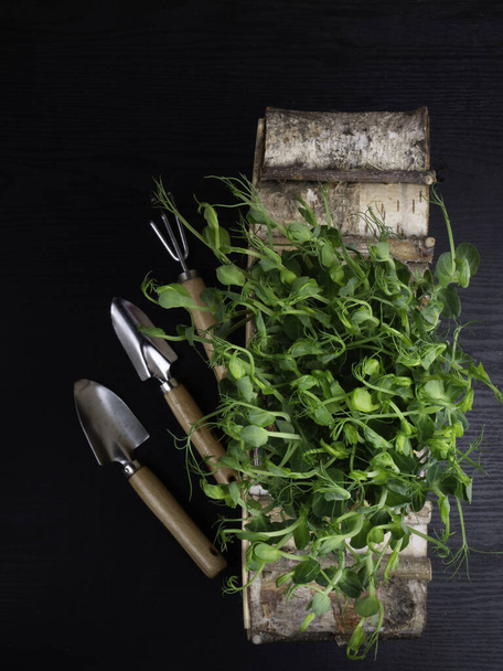 Raw sprouts of peas microgreen on wooden box. Farming concept. Vegetable and microgreen. Healthy eating, close up - Foto, Bild