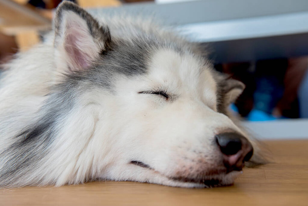Husky siberiano, cão sonolento e adorável animal de estimação
 - Foto, Imagem