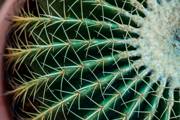 close-up shot van mooie cactus plant - Foto, afbeelding