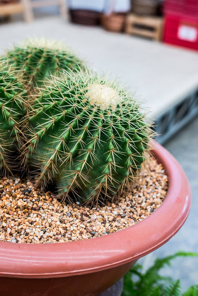 close-up shot of beautiful cactus plants - Photo, Image