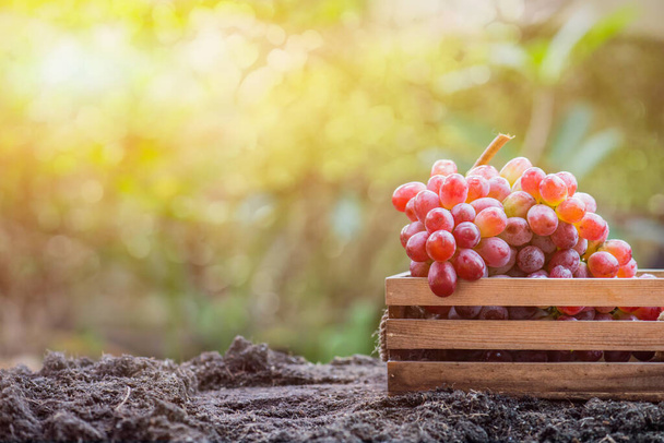 Gärtner lesen Trauben auf dem Bauernhof.Herbsternte Füllhorn .Herbstsaison mit frischem Obst. - Foto, Bild