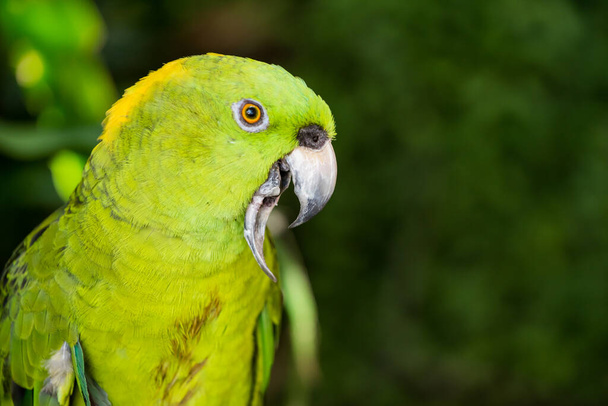 close-up shot of cute lovely parrot - Foto, Imagen
