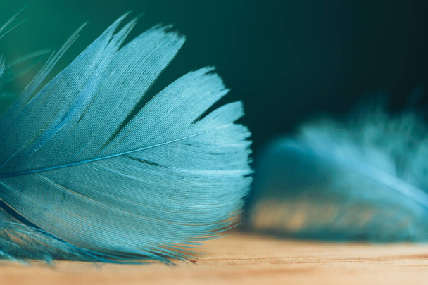 木製のテーブルと緑の壁の背景色に美しい青い鳥の羽を閉じます. - 写真・画像