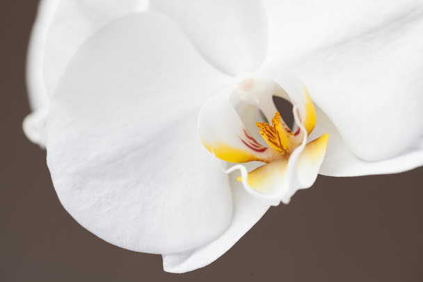 Orchidee - Foto, Bild