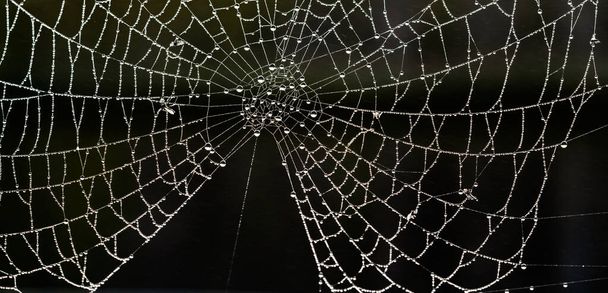 Sisli bir kış gününde, su damlacıklarıyla kaplı bir örümceğin ağına tırmanıyor. - Fotoğraf, Görsel