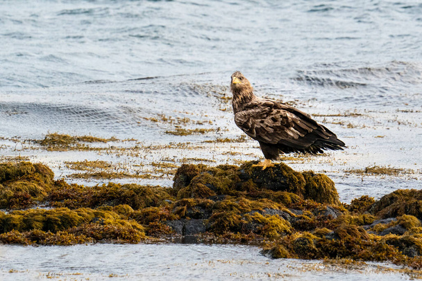 Λευκή ουρά Sea Eagle (πιο) - Φωτογραφία, εικόνα