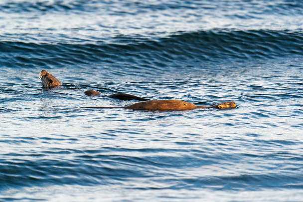 European Otter (Lutra lutra) madre y cachorro nadando en el oleaje bañado en luz dorada
 - Foto, Imagen