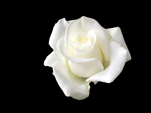 Rosa blanca
 - Foto, imagen