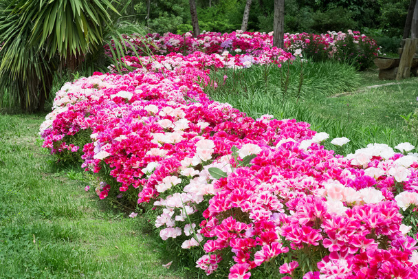 fotos de varias flores de jardín
 - Foto, Imagen