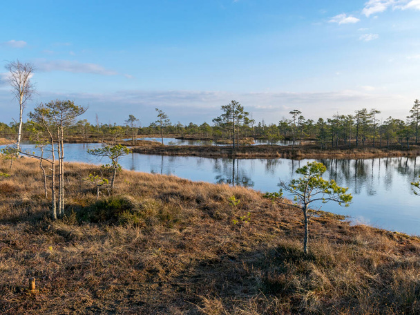 Ainda água com árvores na terra do pântano do Parque Nacional Kemeri, na Letônia, em uma tarde clara e ensolarada no final da primavera
 - Foto, Imagem