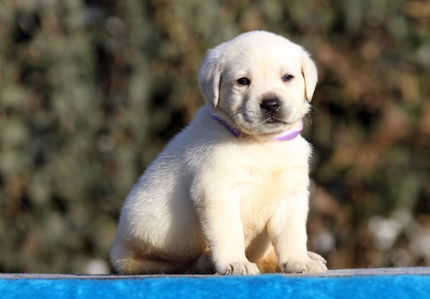 little labrador puppy on a blue background - Photo, Image