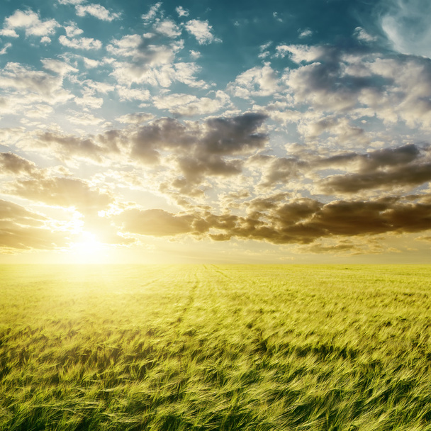sunset over green agriculture field - Foto, Imagen