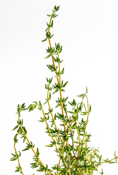 Bouquet of fresh and raw thyme. Isolated on white background. Ingredient of Mediterranean cuisine and healing home remedy. Home remedy healing, disinfectant, relieves breathing problems, with anti-aging flavonoids, for indigestion, strengthens the im - Photo, Image