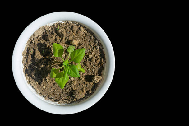 SMALL LITTLE GROWING FLOWER PLANT IN A WHITE POT WITH SOIL WITH COMPLETE BLACK BACKGROUND - Foto, Imagem