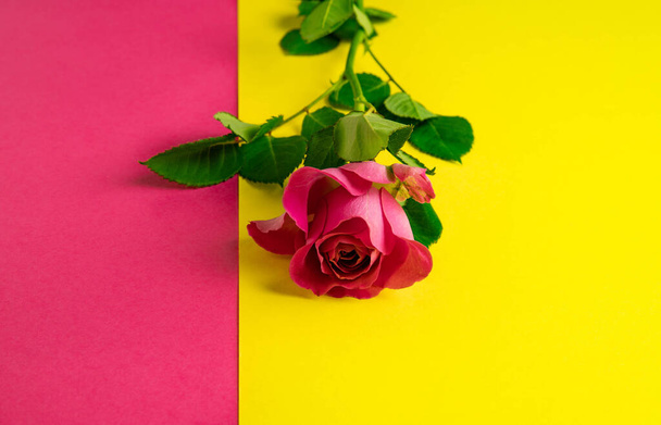 scarlet rose on a colored background - Foto, imagen